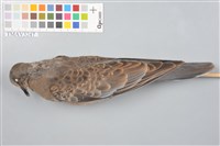 藏品(金背鳩)的圖片